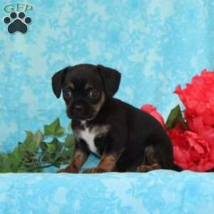 Tootsie, Boston Terrier Mix Puppy